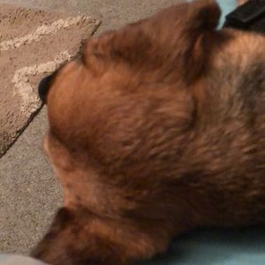 Meet your Posher, Connie